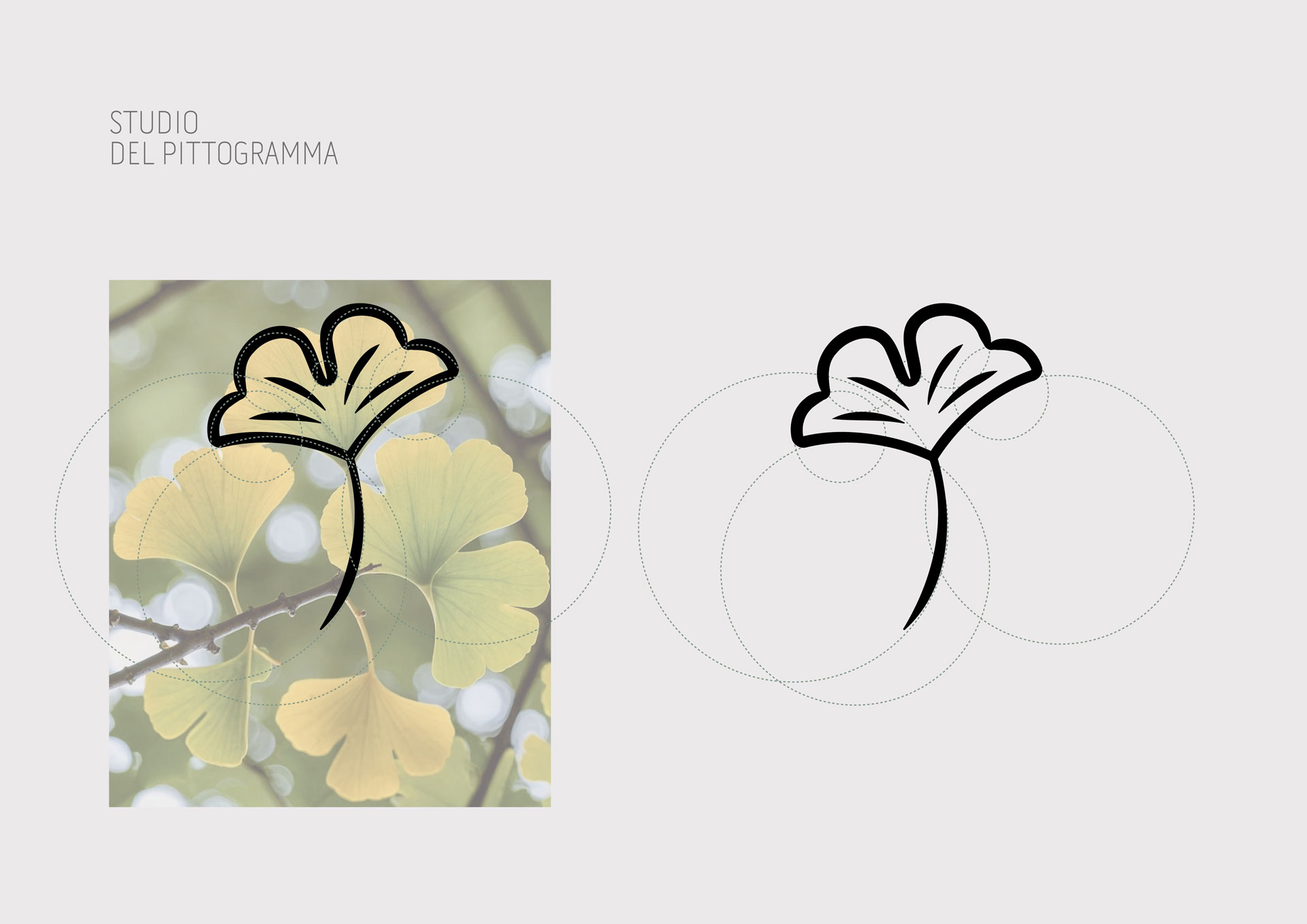 justnow-Ginkgo-03